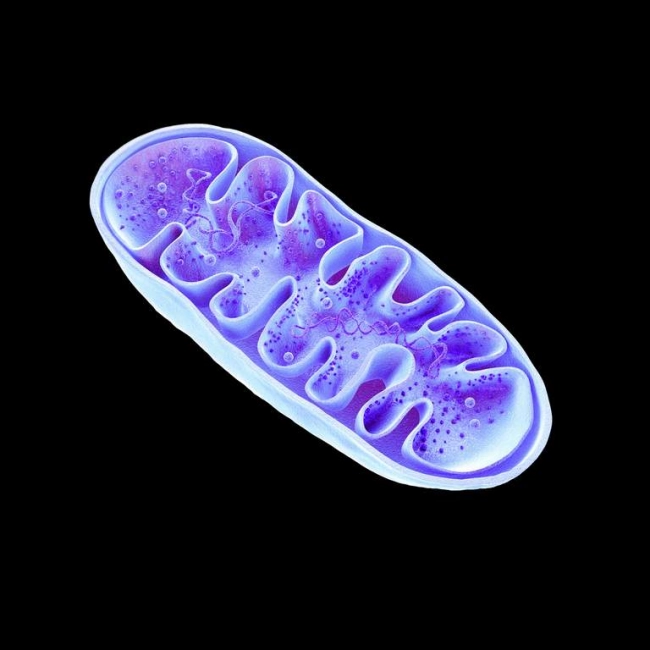 Mitochondries : les centrales énergétiques de nos cellules - laboratoire de biologie marine détox en France Image Mitochondries : les centrales énergétiques de nos cellules