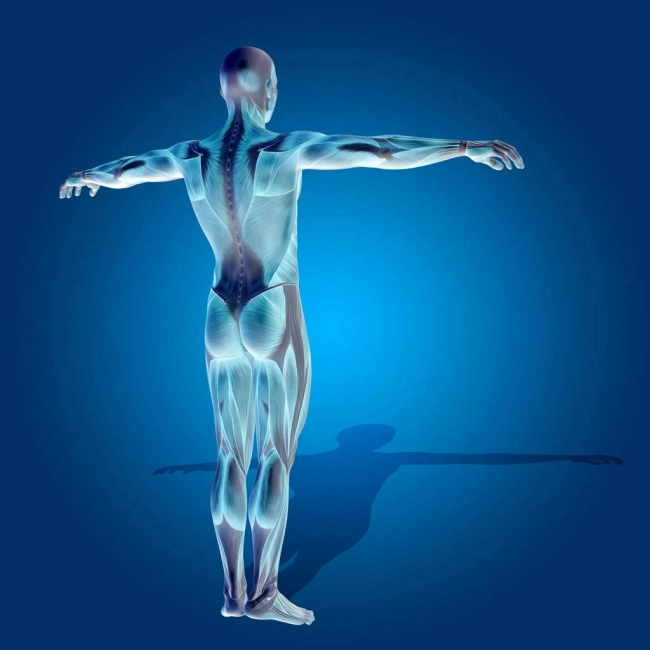 Les fascias : Nouvel organe ? - laboratoire de biologie marine détox en France Image Les fascias : Nouvel organe ?