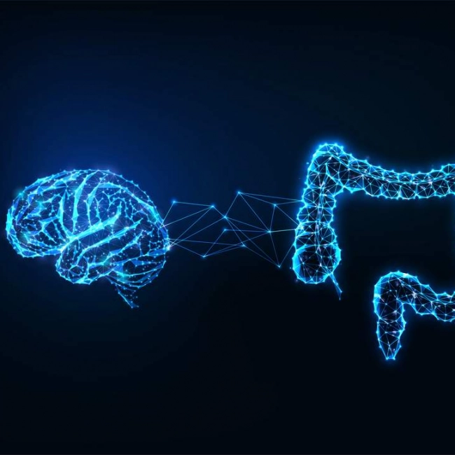 Intestin : deuxième cerveau ? - laboratoire de biologie marine détox en France Image Intestin : deuxième cerveau ?