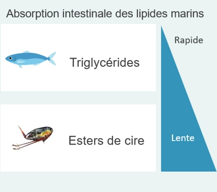  - Compléments Alimentaires Marins